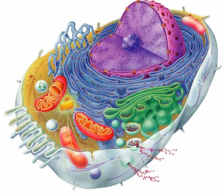 EUKARYOTES Eukaryotic Cells- DNA is found in an organelle called the nucleus Greek for True nucleus Contain cytoplasm in the space between the nucleus and the