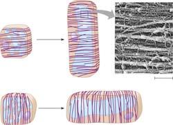 The orientation of the cytoskeleton Affects the direction of cell elongation by controlling the orientation of cellulose microfibrils within the cell wall Microtubules and Plant Growth