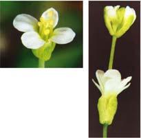 Plant biologists have identified several organ identity genes That regulate the development of floral pattern The ABC model of flower formation Identifies how floral organ identity genes direct the