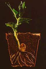 Plant Organs: Roots, Stems, and Leaves The basic morphology of vascular plants Reflects their