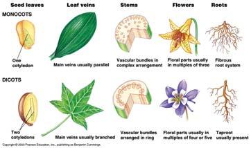 Monocots and Dicots Monocots and dicots Differ in the arrangement of veins, the vascular tissue of leaves are the two major divisions of Angiosperms Most monocots Have parallel veins Most dicots Have