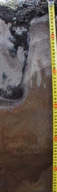 9 Soils with illuvial accumulation aluminum-iron-humus compounds V.