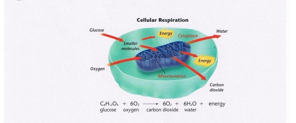Figure 2 Directions: Use Figure 2 to answer the following questions. 5. What is cellular respiration? 6.