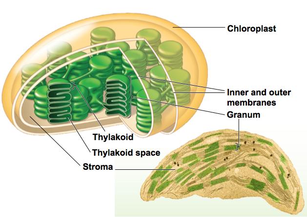 hotosynthesis occurs in chloroplasts in plant cells Chloroplasts are concentrated in the cells of the mesophyll, the green tissue in the interior of the leaf.