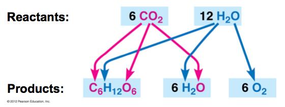 7. SCIENTIFIC DISCOVERY: Scientists traced the process of photosynthesis using isotopes Experiment : CO + H O C H O + H O + O Experiment : CO + H O C H O + H O + O 7.