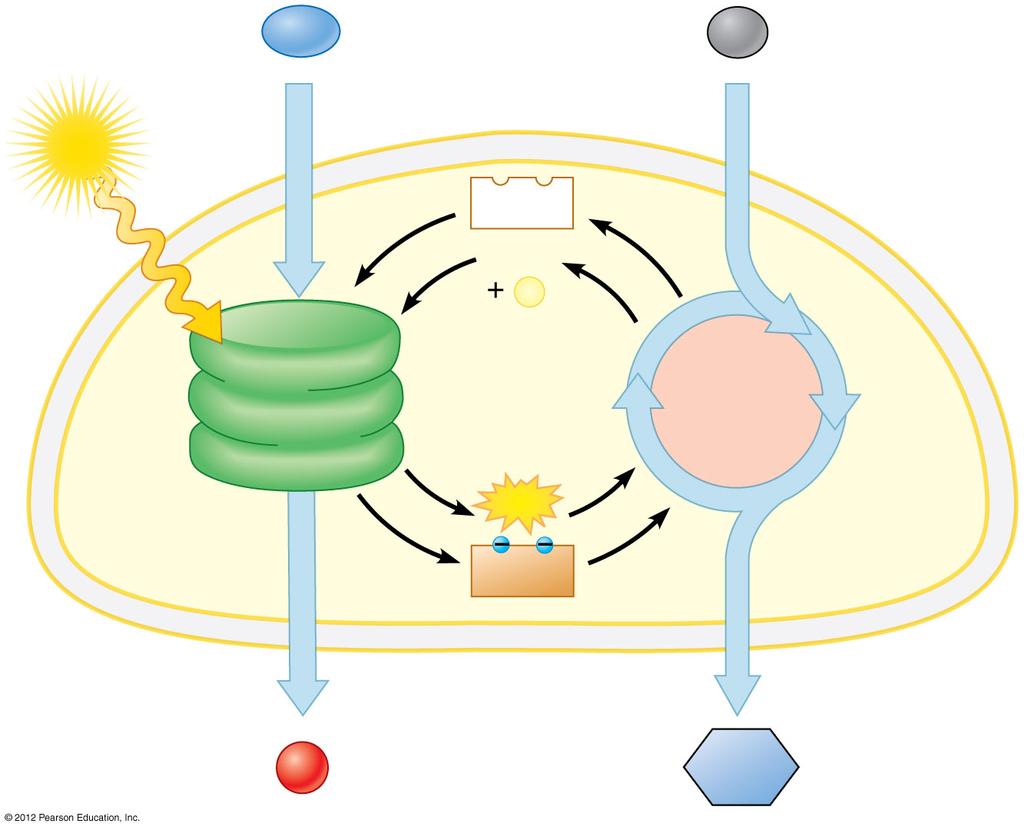 7.5 Overview: The two stages of photosynthesis are linked by AT and NADH Figure 7.5_s H O CO. The second stage is the cycle, which occurs in the stroma of the chloroplast.