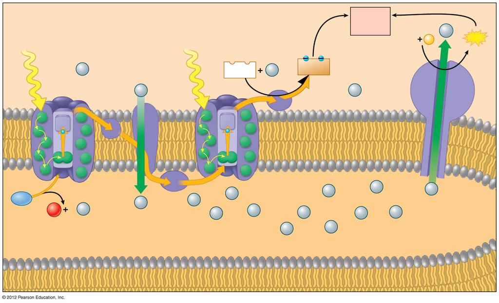 Figure 7.9_ NAD + NADH To AD AT 7.9 Chemiosmosis powers AT synthesis in the light reactions How does photophosphorylation compare with oxidative phosphorylation (of cellular respiration)?