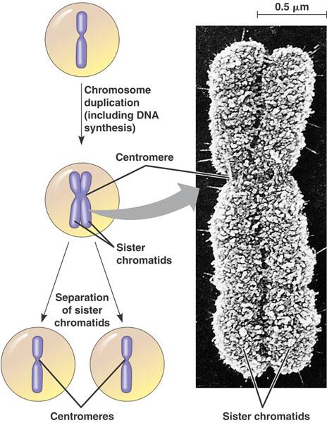 DNA replication (continued) Before cell division, chromatin condenses Each duplicated chromosome consists of two sister