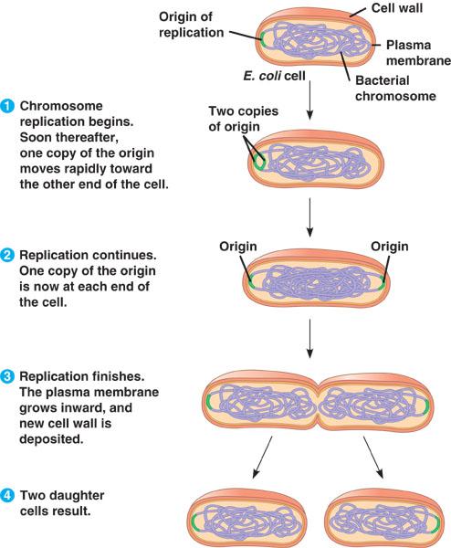 Cell Division in Prokaryotes Mitosis in eukaryotes may have evolved from binary fission in prokaryotes Bacterial chromosome is a circular DNA molecule with