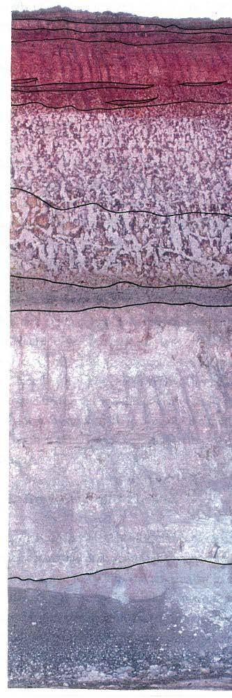 mottled clay facies White clay Grey to mega mottled clay facies Perkolilli shale Mega mottled clay Grey clay Middle