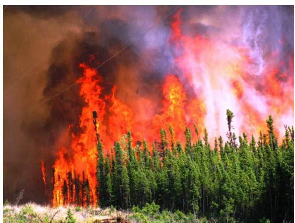 Summer Wildfire Forecast Sea Ice Outlook 8 In summary, both experimental forecasts for the 2011 wildfire season predict the season will be in the upper tercile of the annual burn areas of recent
