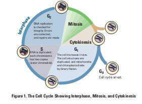 Name: Bio AP Lab: Cell Division B: Mitosis & Meiosis (Modified from AP Biology Investigative Labs) BACKGROUND: One of the characteristics of living things is the ability to replicate and pass on