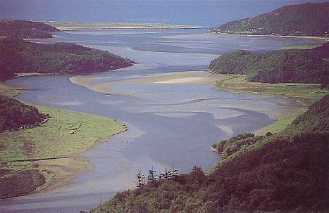 Estuaries Areas where fresh water from streams and rivers spill into the ocean Fresh water + Salt water Plants and animals must