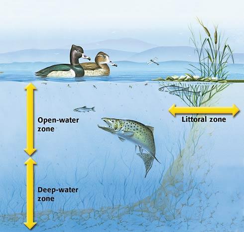 Freshwater Biomes Ponds & Lakes Water