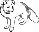 1 The drawing below shows an arctic fox. arctic fox Which statement is an observation of the arctic fox in the drawing? A The arctic fox has two ears. B The arctic fox eats mice during the summer.