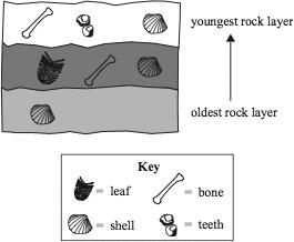 41 The drawing below shows fossils in three rock layers. Rock Layers with Fossils Based on the drawing, which type of fossil most likely represents the oldest type of organism?