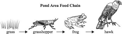 3 A pond area food chain is shown. The pond area experiences a drought. There is less water in the pond where the frogs live.