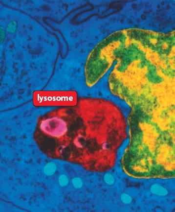 Lysosomes: Suicide Sacs/Recycling Centers Carry enzymes to destroy cellular waste. Break down damaged/worn out cell parts.