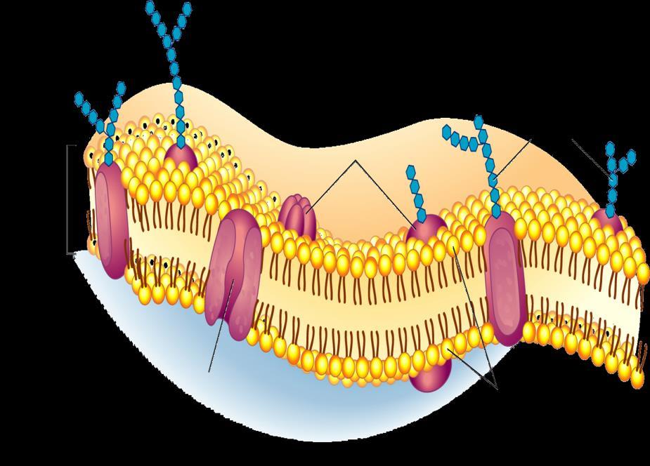Outside of cell Cell membrane Proteins Composed of a double layer of phospholipids and