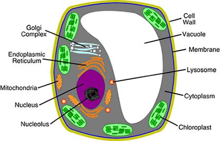 Plant cells have a LARGE central vacuole Needed to regulate pressure Allows the plant to remain rigid (stiff)