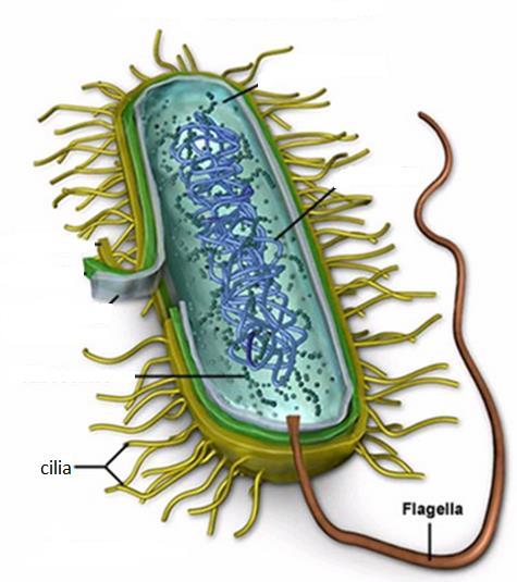 locomotion Flagella: a long