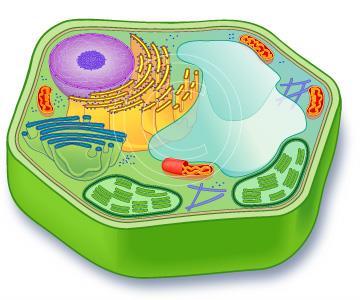 Contains organelles; a large vacuole, a cell wall