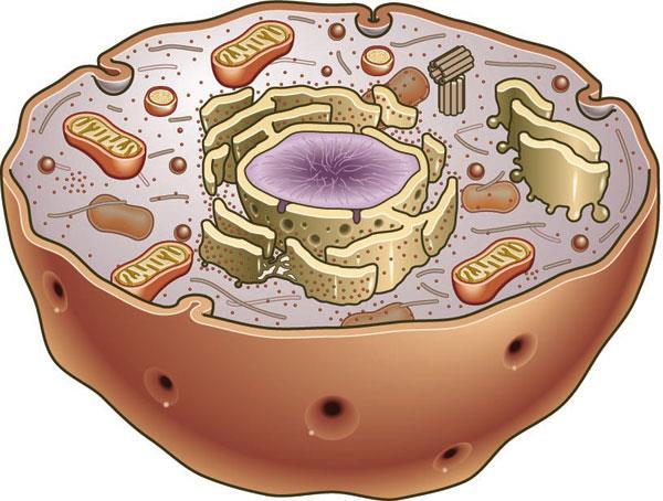 Contains organelles; a central