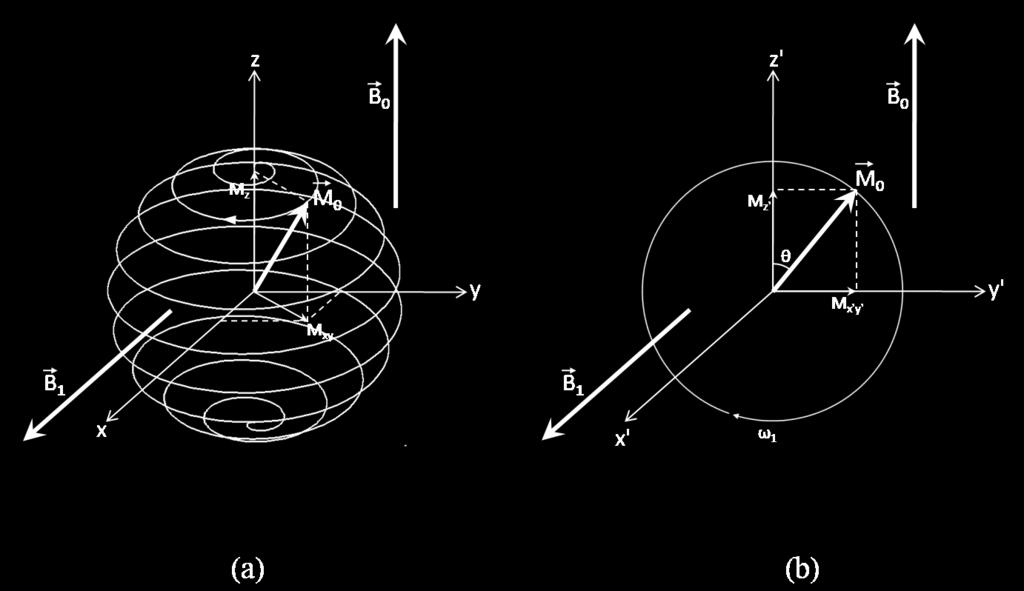 The nuclei are also free to precess about the z-axis (i.e., there is no longer a precession about the x-axis).