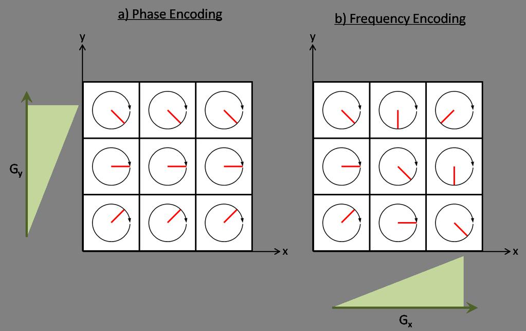Figure 2.6: a) Phase differences in the magnetization vectors induced by phase encoding and b) frequency differences induced by frequency encoding for rectilinear sampling.