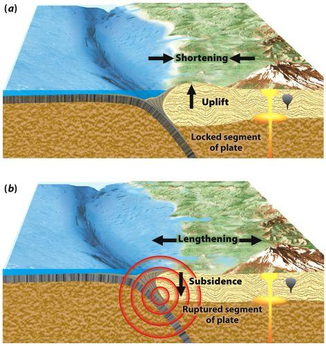 Megathrust Earthquakes Occurs when locked subduction zone ruptures 1. Strain accumulates. 2.