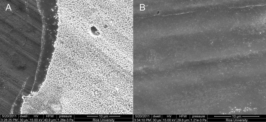 SEM Images SEM of the Cu foil after growth of graphene from a Girl Scout