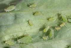 Aphids in Alfalfa Pea aphid. The pea aphid, Acyrthosiphon pisum, is found throughout North America (Fig.