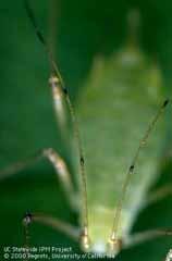 7), it is less common than the pea aphid.