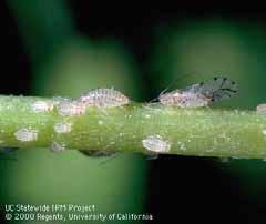 Unlike the pea aphid or blue alfalfa aphid, the spotted alfalfa aphid can successfully reproduce in warm temperatures ( 90 F).