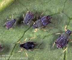 Spotted alfalfa aphid colony. 2 Fig. 13. Spotted alfalfa aphid distribution in North America. 4 Cowpea aphid.