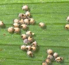 Treatment guidlines for aphids in alfalfa Growth Stage PA* CA* BAA* SAA* Seedling 5 5 1 1 <10 40 40 10 10 10-20 75 75 30 30 20 100 100 50 100 * PA - pea aphid, CA - cowpea aphid, BAA - blue alfalfa