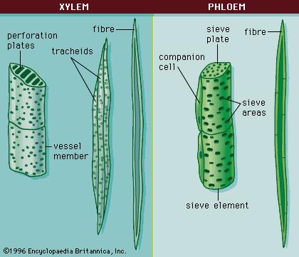 Vascular Plants Contain tissues called xylem and phloem Xylem - Tissue that carries water and dissolved minerals