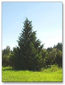 Gymnosperms - Most keep their leaves year round (often