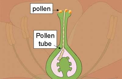 After pollination, a pollen tube grows from a cell in the pollen grain, through the stigma, to an opening in an ovule Fertilization