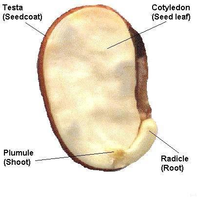 A seed constists of three parts: 1.) The embryo (the "baby" plant) 2.