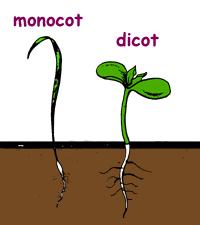 Angiosperms are further divided into two groups: Monocots, and Dicots