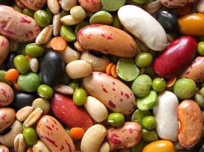 Legumes - Pea family - Bear protein-rich seeds - Often have nitrogen-fixing bacteria on