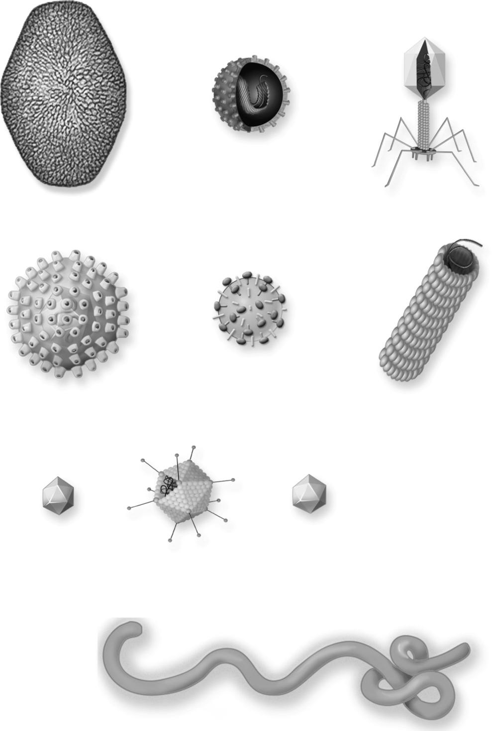 Viruses Copyright The McGraw-Hill Companies, Inc. Permission required for reproduction or display.