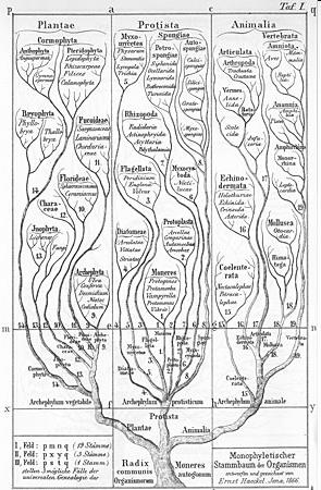 Molecular phylogenetics Ø Ernst Haeckel s tree of organisms was based on the similarity of morphological features of organisms.