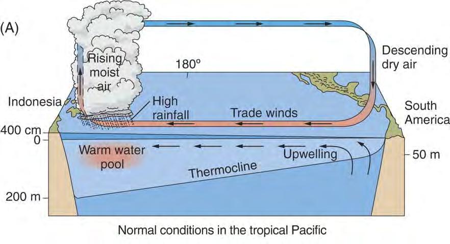 Normal years: persistent tradewinds blow westward across the tropical Pacific from a zone of upwelling water off the coast of Peru.