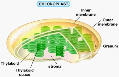 Chloroplasts Label the parts of the chloroplast.