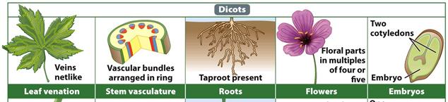 Dicots Angiosperms: Dicots Dicots have leaf veins, which contain vascular tissues and are arranged in a netlike pattern The taproot is the