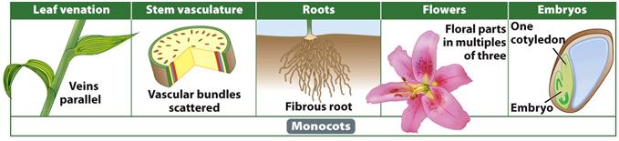 Examples: roses, maples, oaks, geranium Angiosperms: Monocotes The leaf veins of monocots are arranged parallel to each other, and the plants