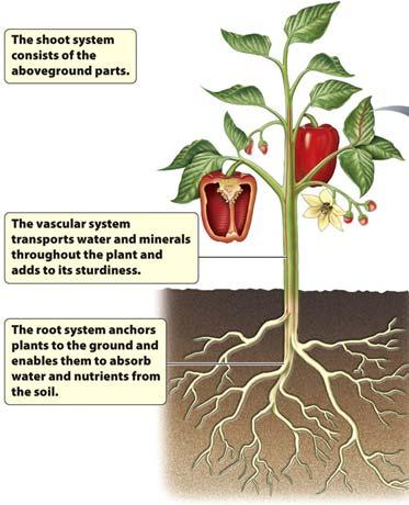 belowground in the seed husk The Plant Body The body of a plant can be divided into the root system belowground and the shoot system