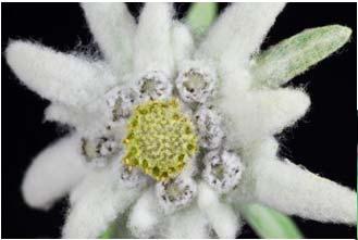 Plants Dermal hairs on the edelweiss that protects it from high UV light